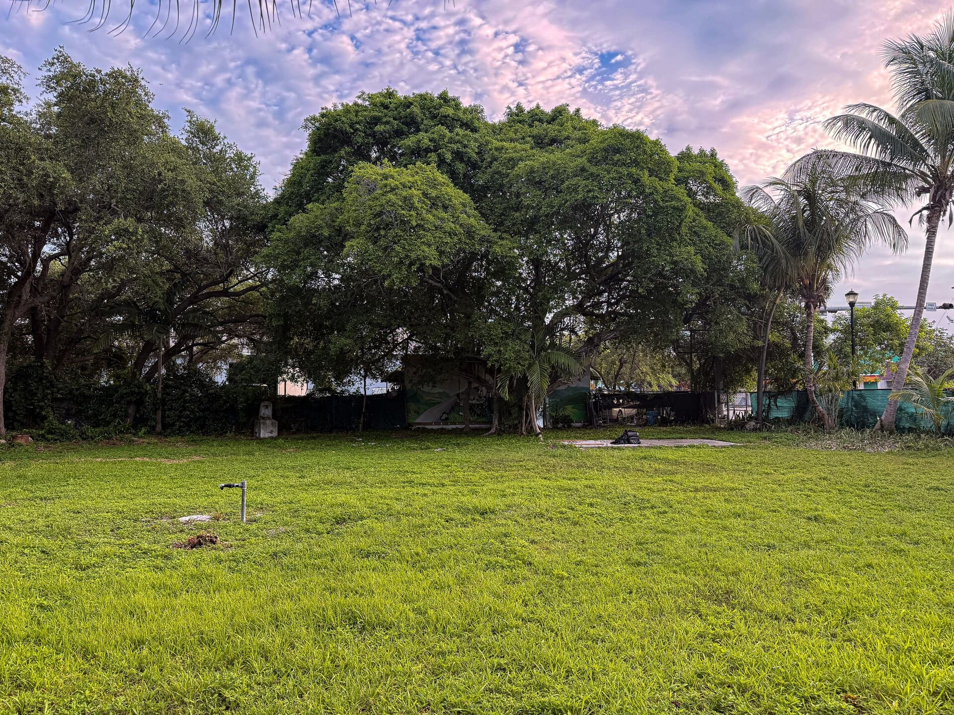 The lot in Little Haiti, Miami — the giant banyan tree at sunset.